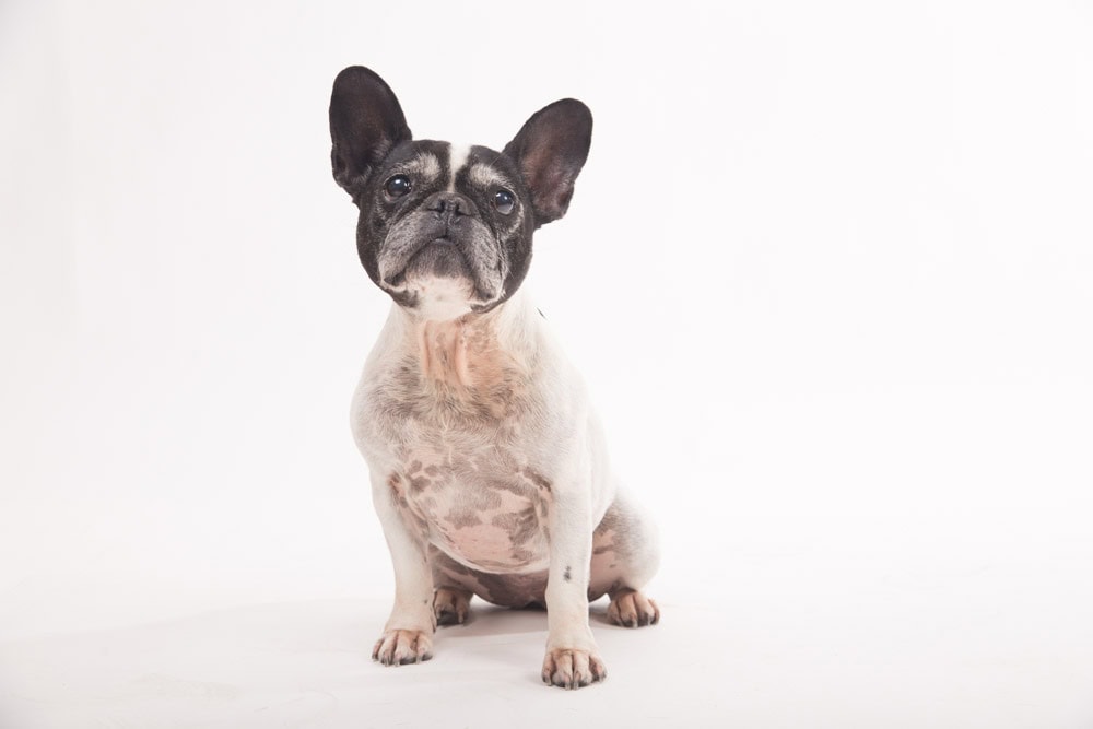 book fotografico al cane fotografia animali domestici