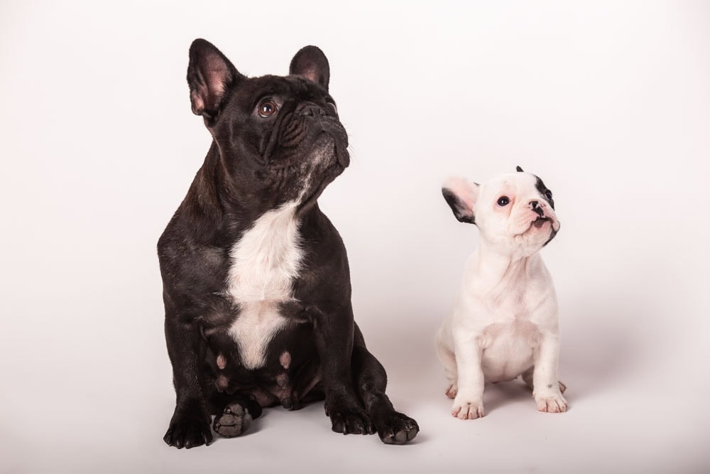 book per cani roma fotografo animali roma