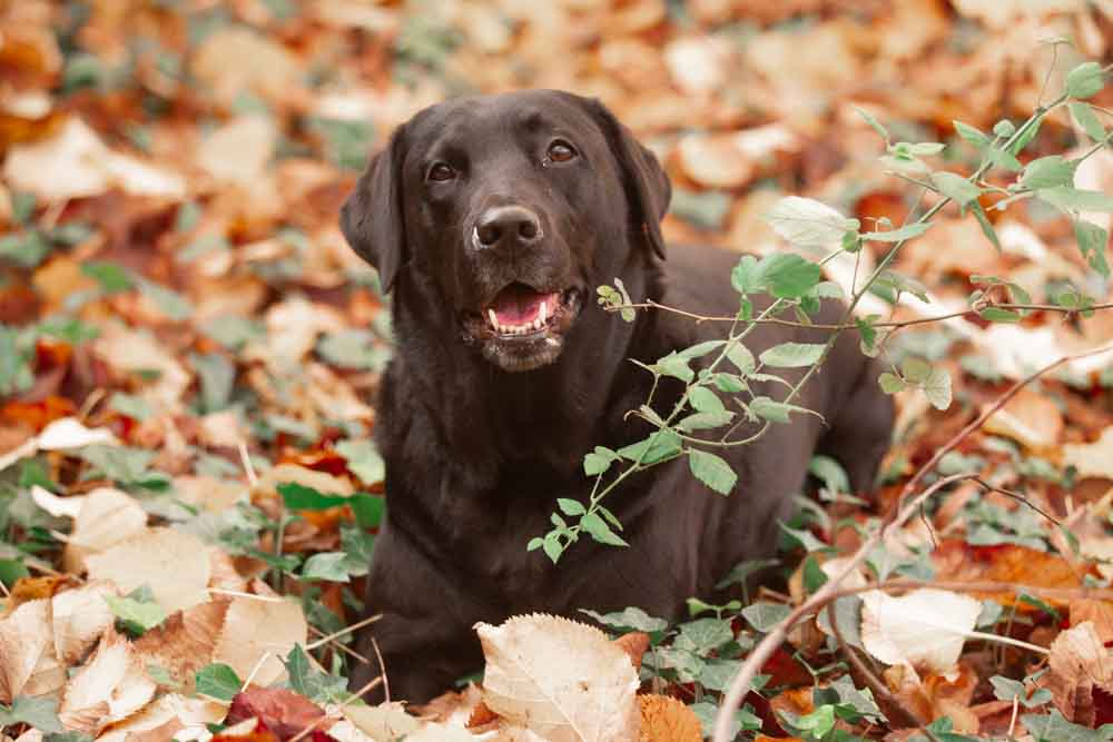 servizio fotografico cane servizi fotografici animali roma