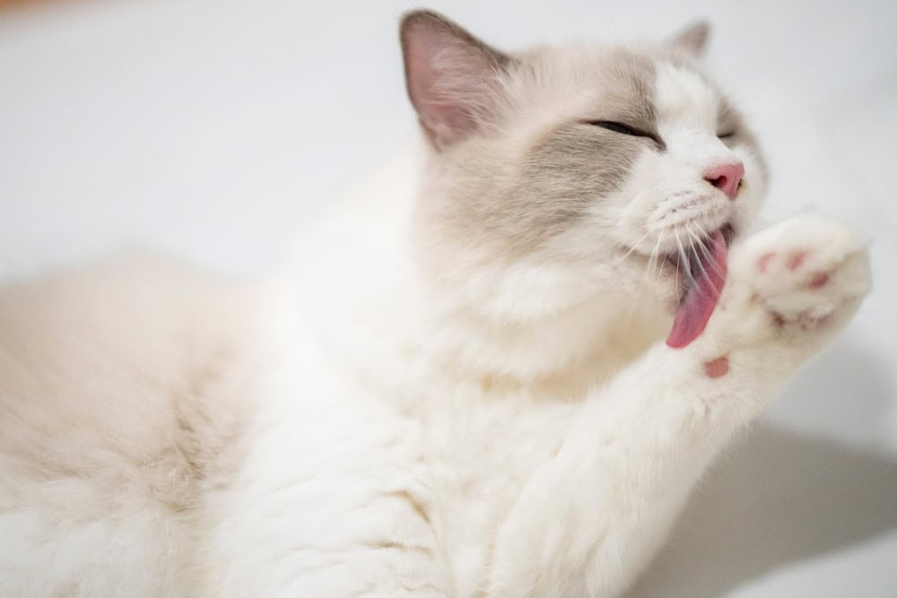 Exzessives Lecken bei Katzen