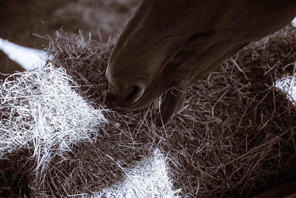 FloFea-5498 aliments pour chevaux