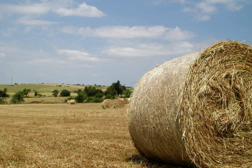 round hay bales