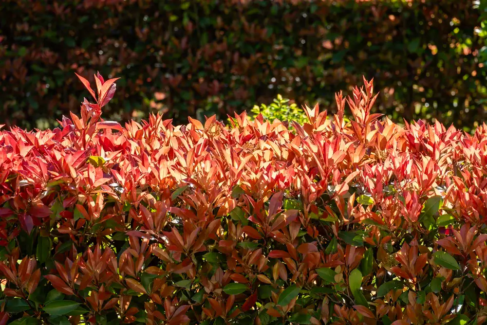 Photinia in Mallorca