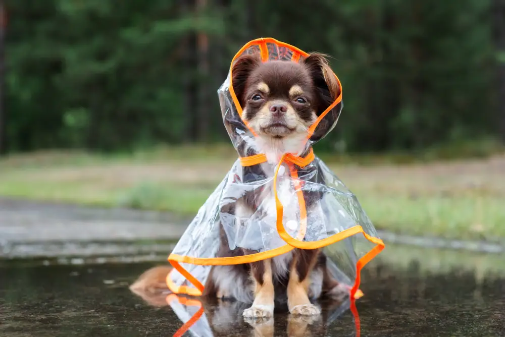 Pet Grooming for the Rains- Keeping Your Furry Friends Fresh and Healthy
