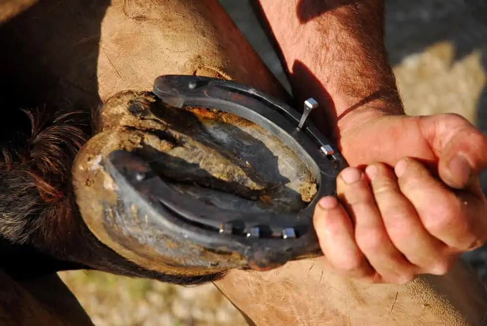 Hoof care is critical; hooves should be cleaned and inspected daily to prevent conditions like thrush.