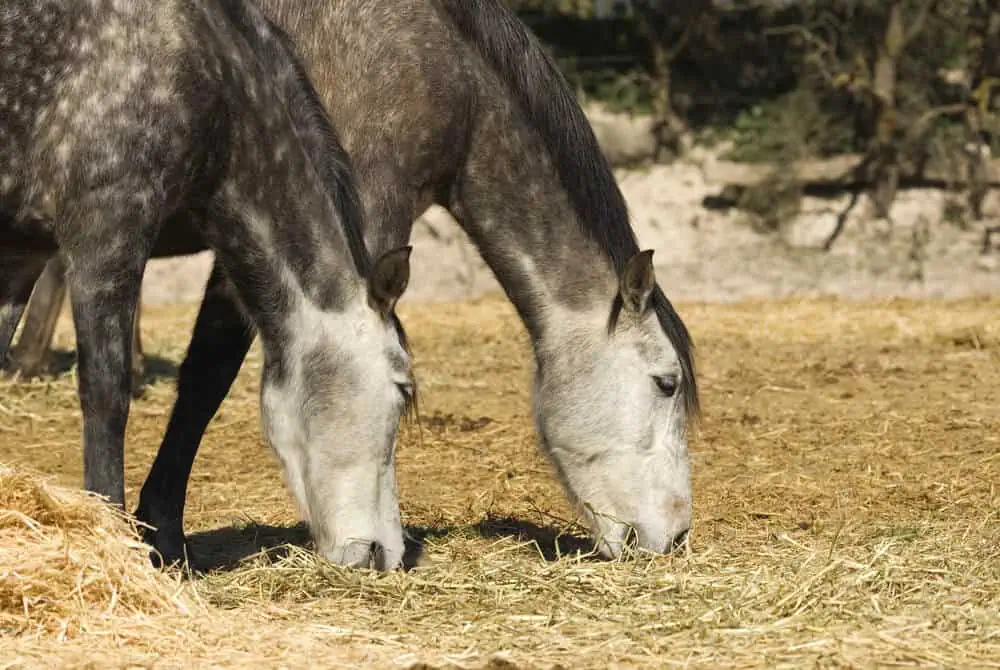 andalusian-horses-best-spanish-horse-names