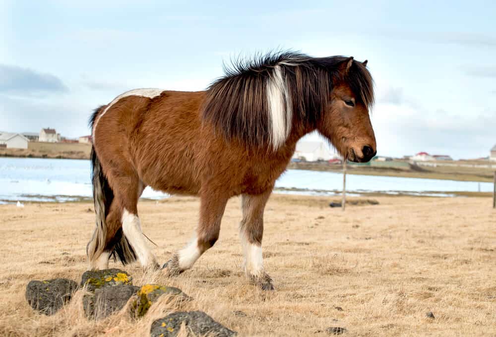 Unique Icelandic Horse Names Inspired by Norse Mythology