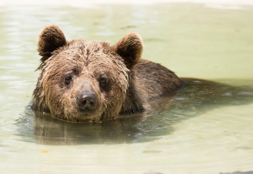 The Bear Necessities: Why Our Forests Need Bears - Nature Canada