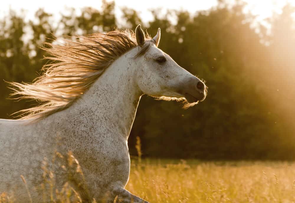 beautiful horses - Arabian Horse