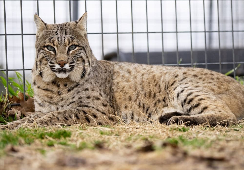 Wanoka Bobcat