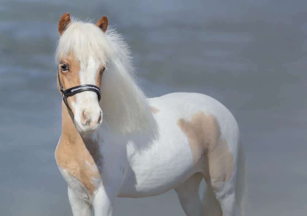 Paint American Miniature Horse