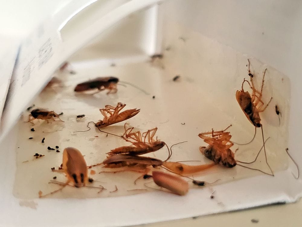 How to Get Rid of Common Household Pests 2025