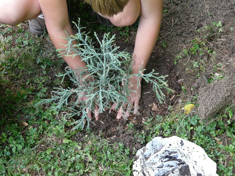 A child in the garden planting | Bishop Hamilton Montessori School in Ottawa