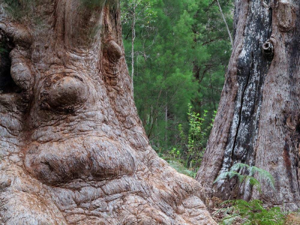 Valley of the Giants, Tree Top Walks, Western Australia