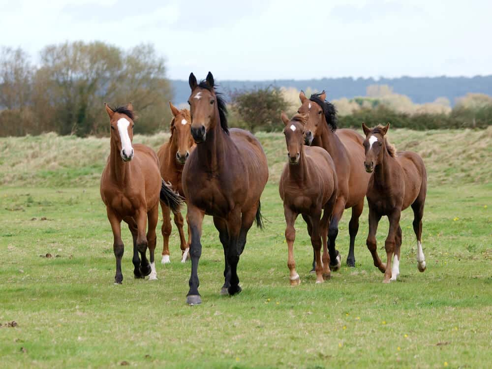 herd of horses