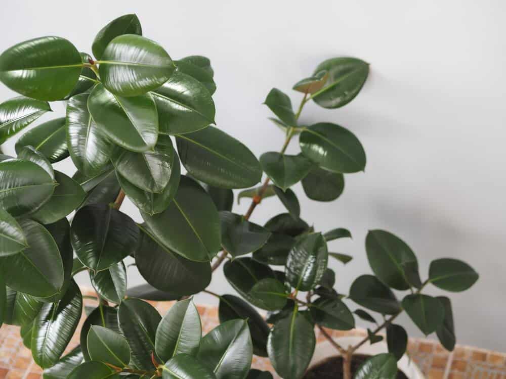 Easiest House Plants for Beginners - Rubber Plant (Ficus elastica)
