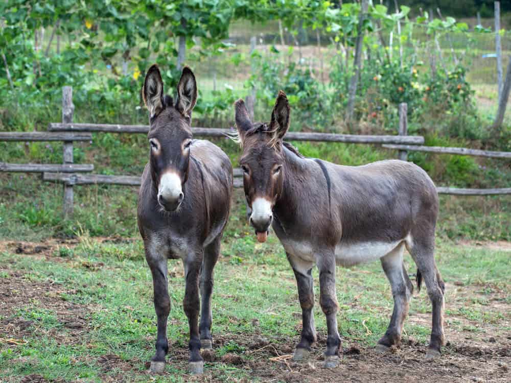Why Animal Lovers Are Choosing This Animal Marketplace to Build Community and Trust