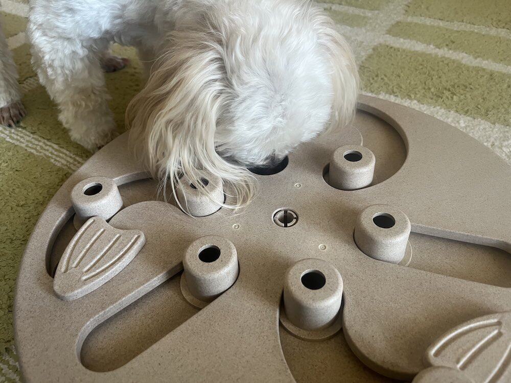 愛犬が知育トイで遊んでいる様子