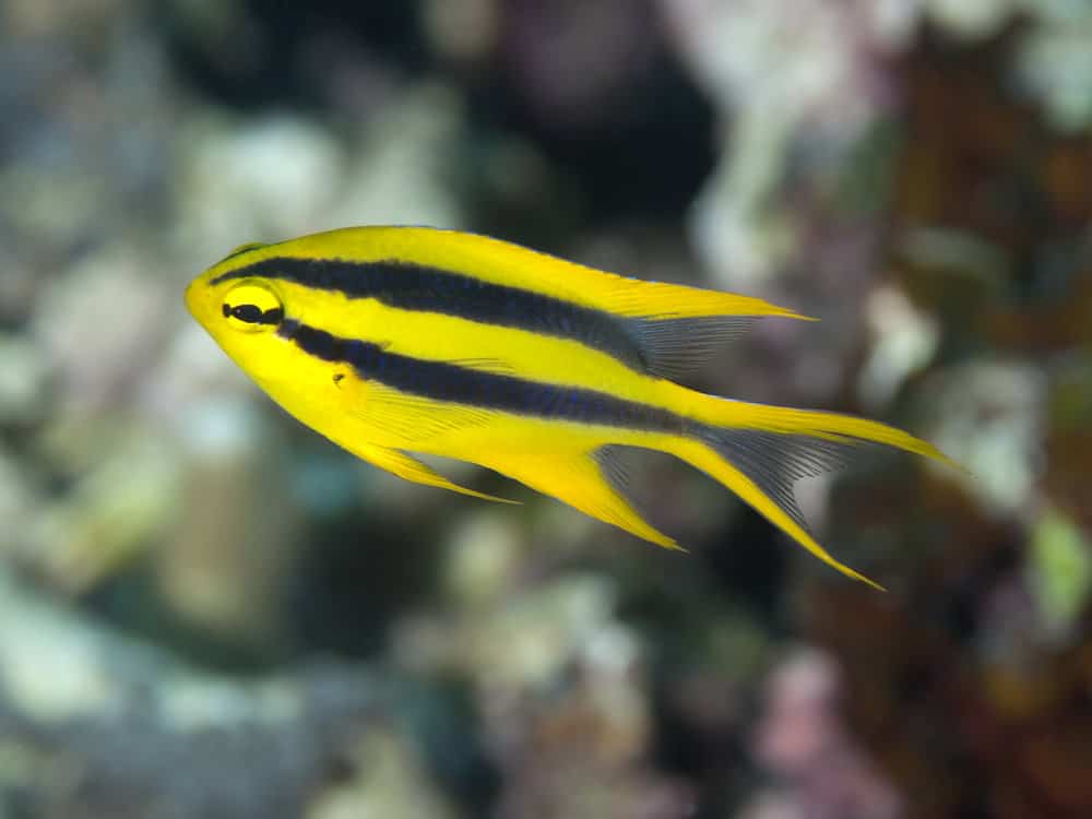 Black-and-gold chromis in Bohol sea, Phlippines Islands