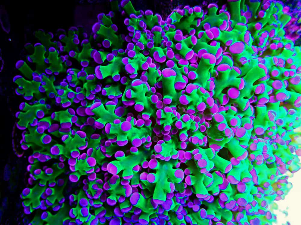 Amazing colorful Euphyllia divisa aka Frogspawn LPS coral