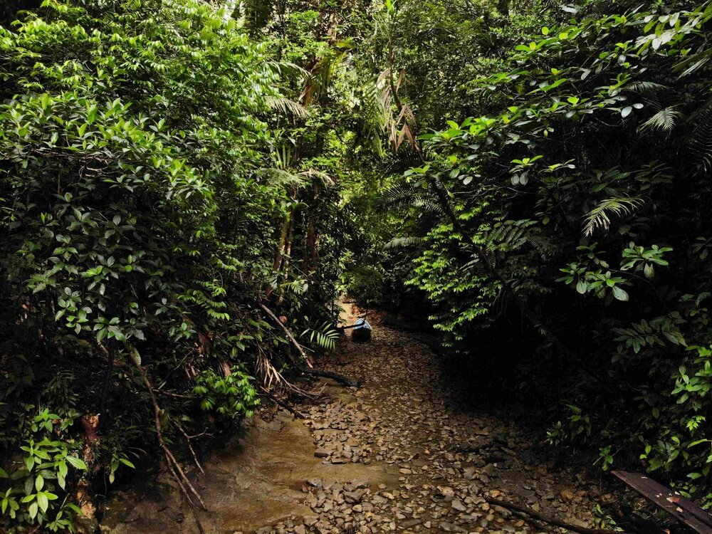 Aporta a un proyecto | Siembra un mangle