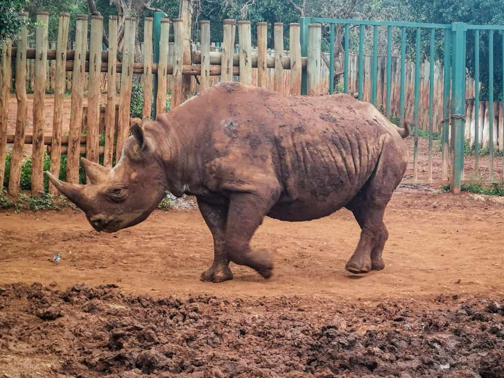 Maxwell at Sheldrick Wildlife trust Kenya