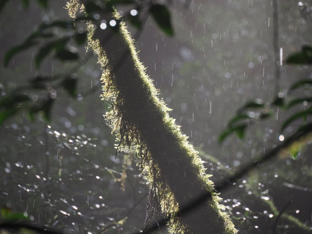 太忠岳の雨上がり
