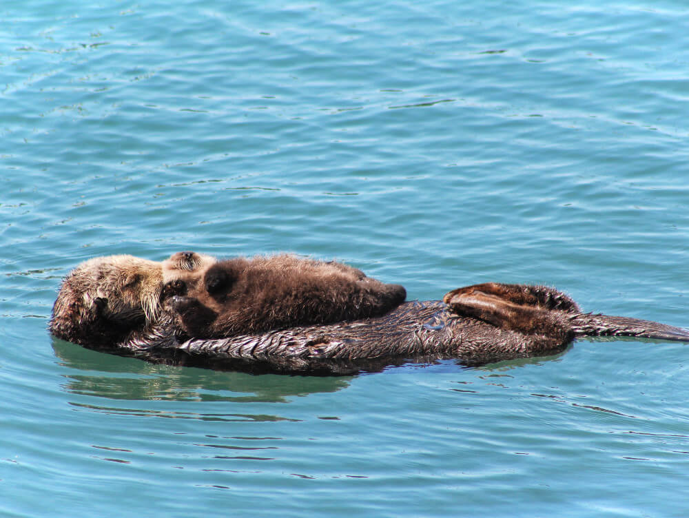 An otter and its pup in Morro Bay, California. Morro Bay is a marine sanctuary, and every year more and more otters flock to its safe harbor to cuddle and be adorable with their babies!