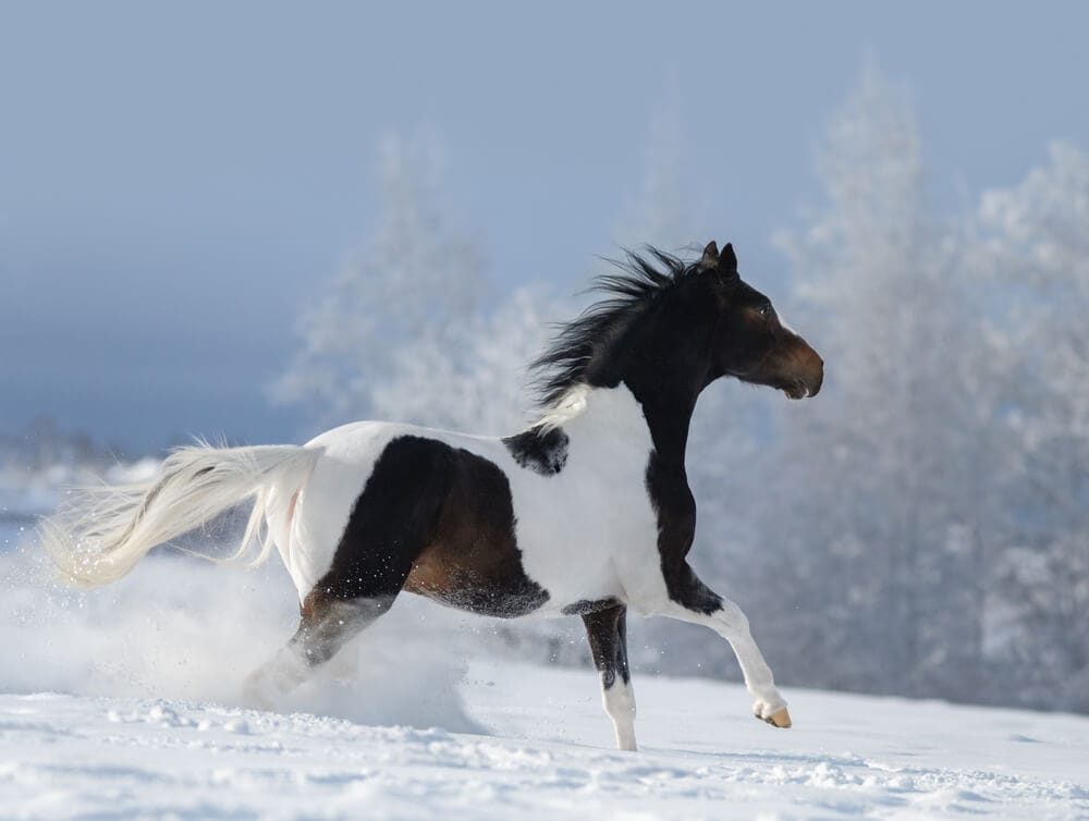Dappled and Distinct: Choosing The Best Paint Horse Names with Character