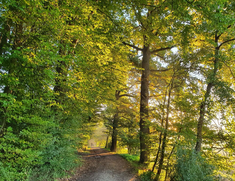 Aus dem Wald stammen viele tolle Naturbaustoffe.