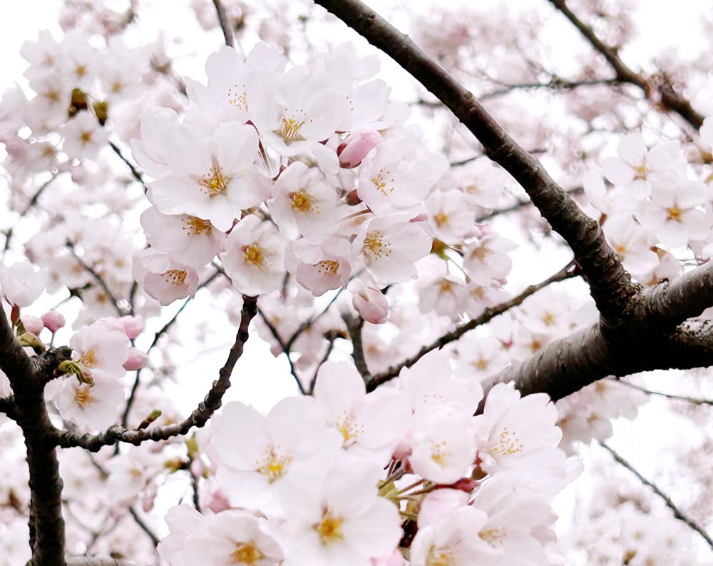 A park in Mississauga has more than 80 cherry trees blossoming