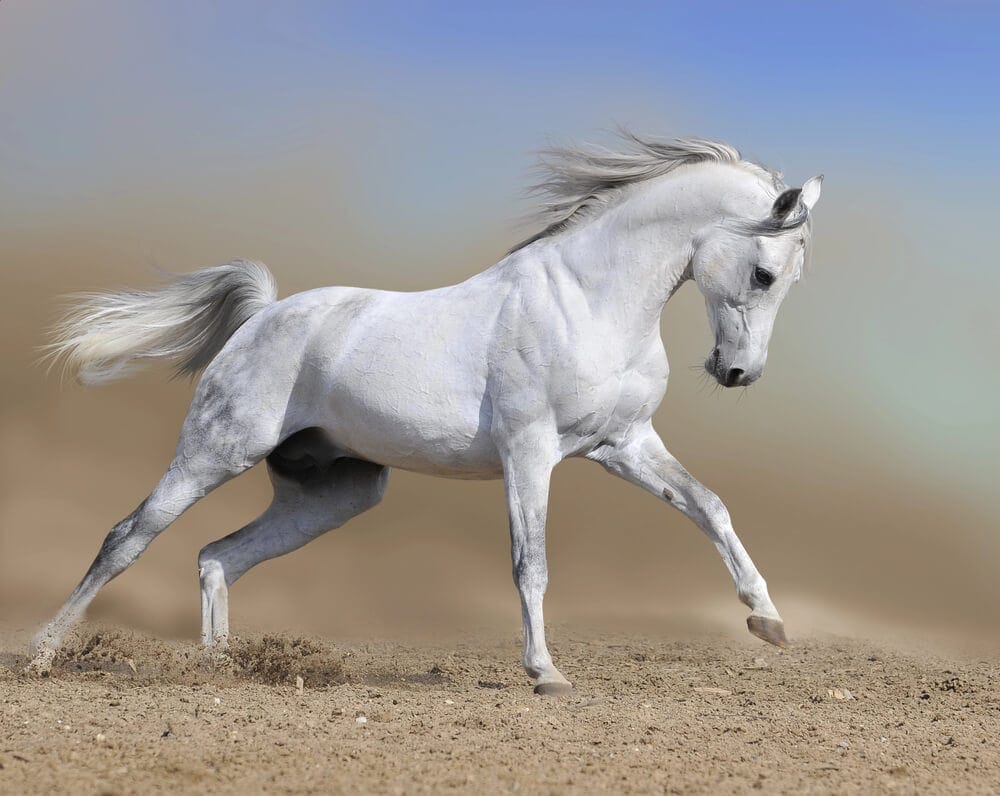 Funny African Horse Names