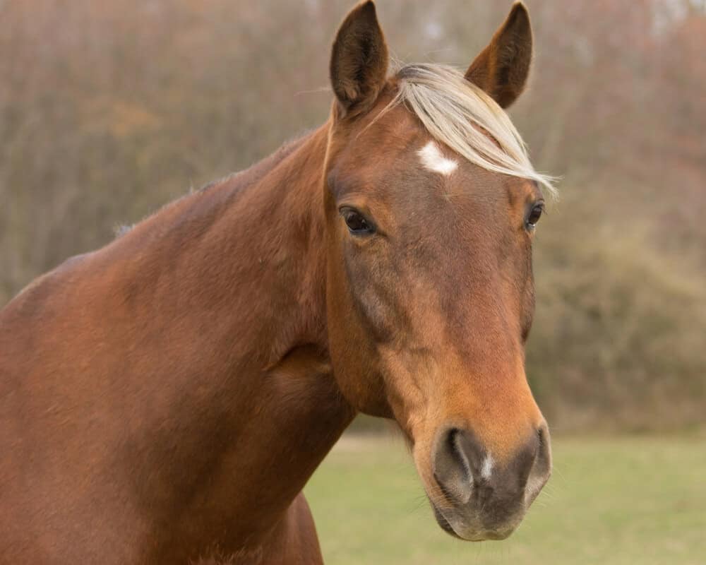 Rocky Mountain Horse