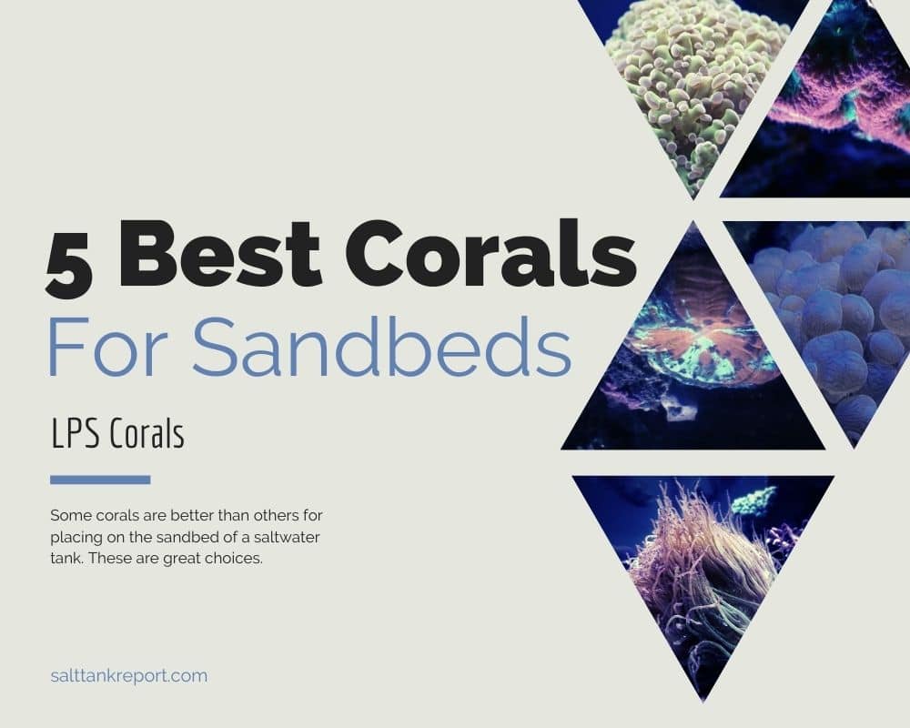 best corals to put on sandbed