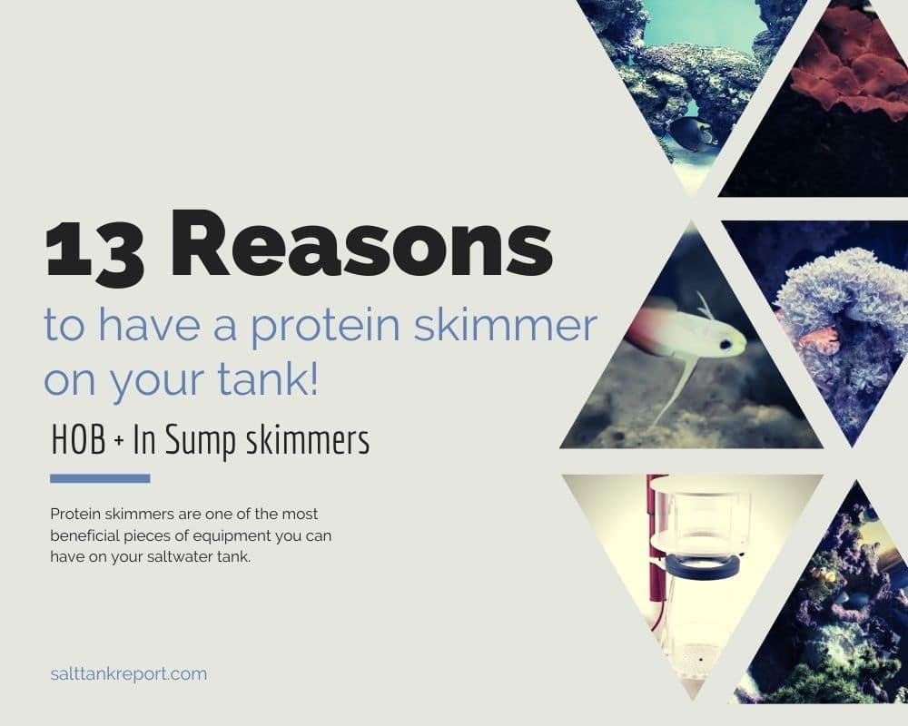 benefits of protein skimmers