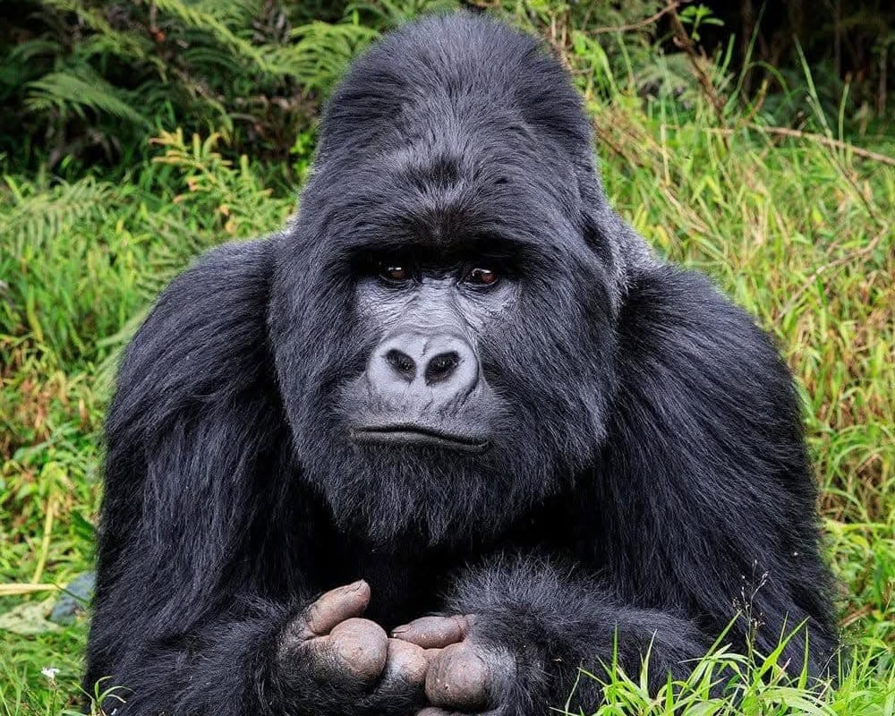 bwindi