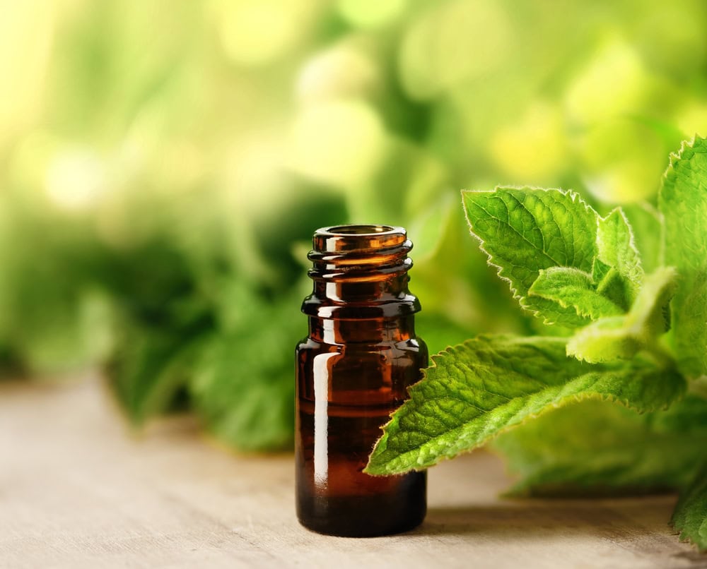 Mentha piperita Wissenschaft