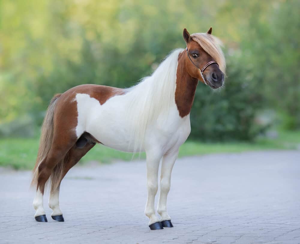 Skewbald American Miniature Horse