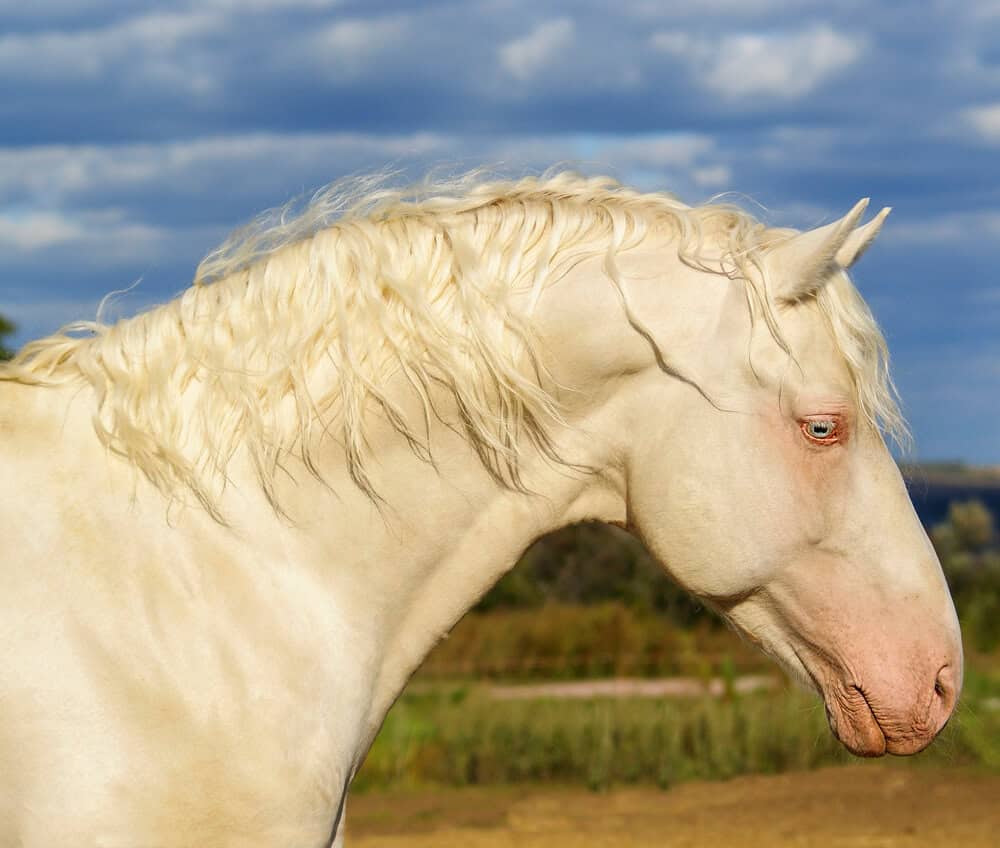 funny white horse names