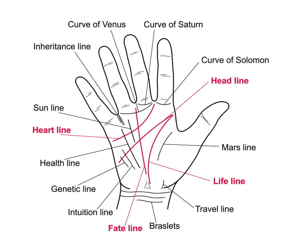 Understanding the Palm Lines
