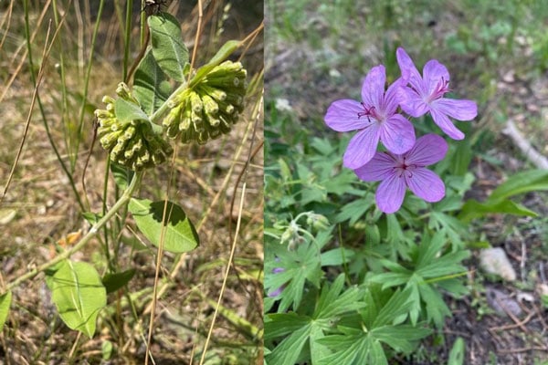 Rare Plants of Alberta
