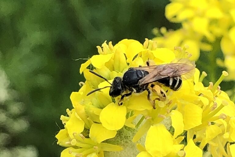 Calgary Pollinator Count!