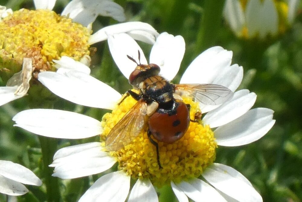 Pollinator Week 2022