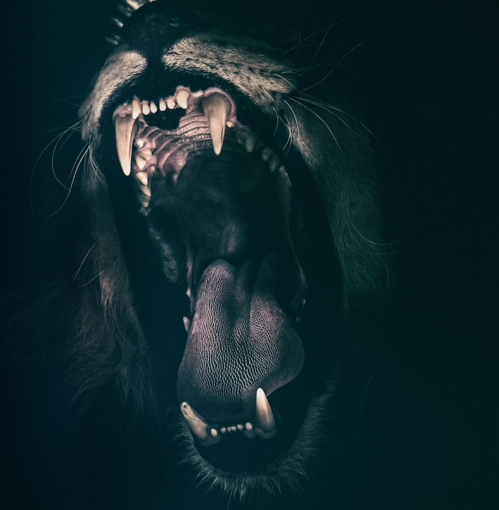 lion, teeth, roar, pet, nature, angry, roaring, tongue, cat, feline, wild cat, beast, roaring lion, portrait, wild animal, animal, animal world