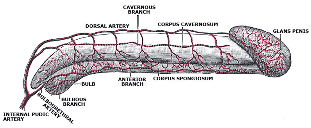arterie del pene