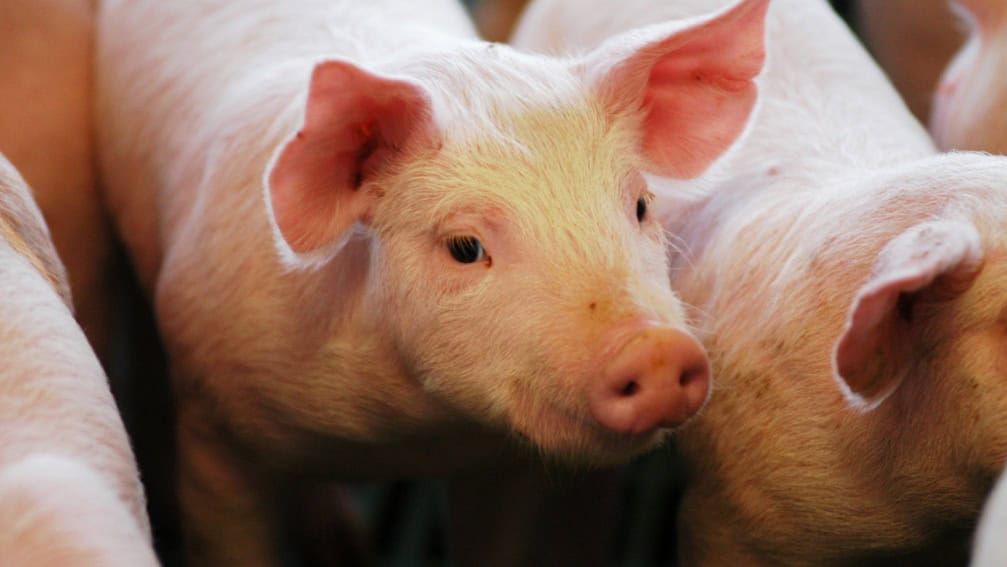 El consumo de carne porcina alcanzó un máximo histórico en 2025 1 cerdo