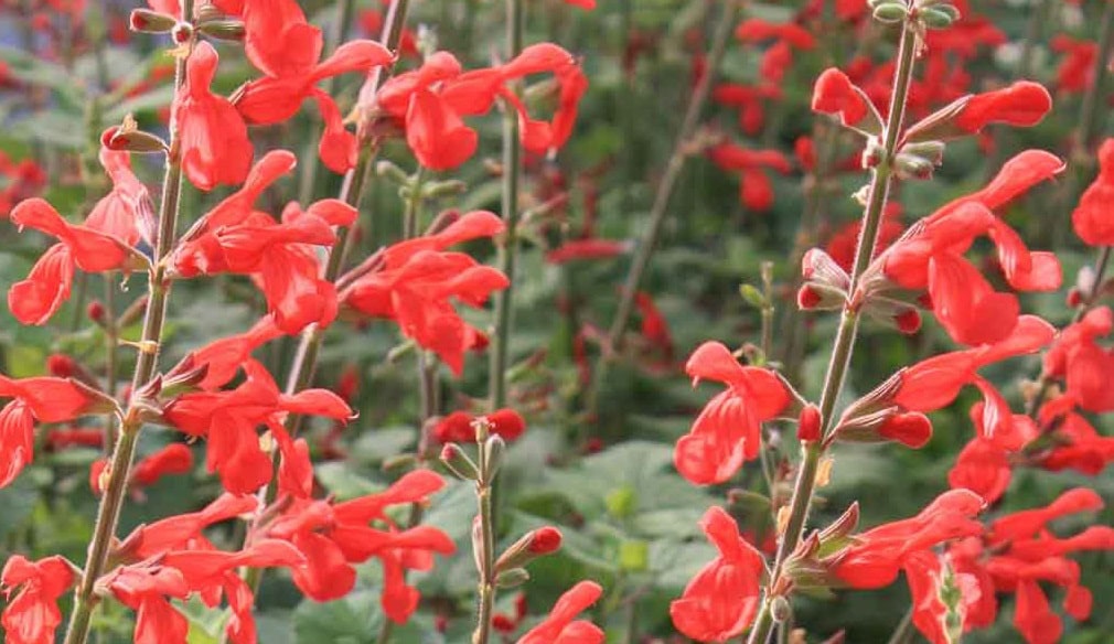 Salvia darcyi