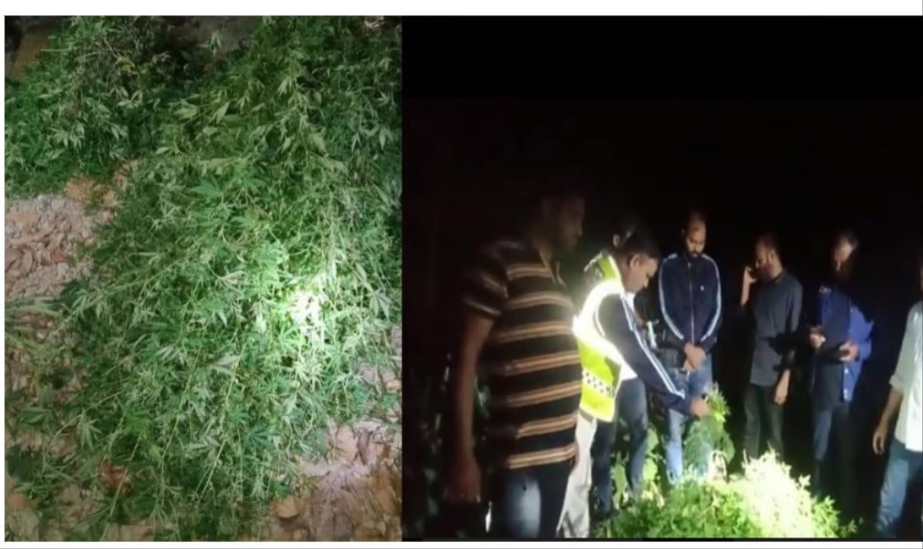 ঝালকাঠিতে ২০১টি গাঁজা গাছসহ বৃদ্ধ আটক