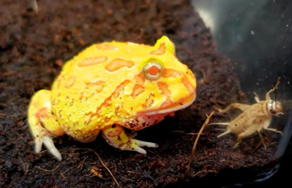 Albino Pacman Frog