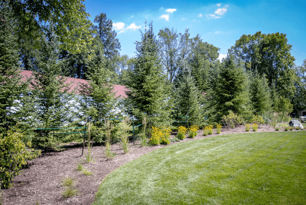 evergreens and trees